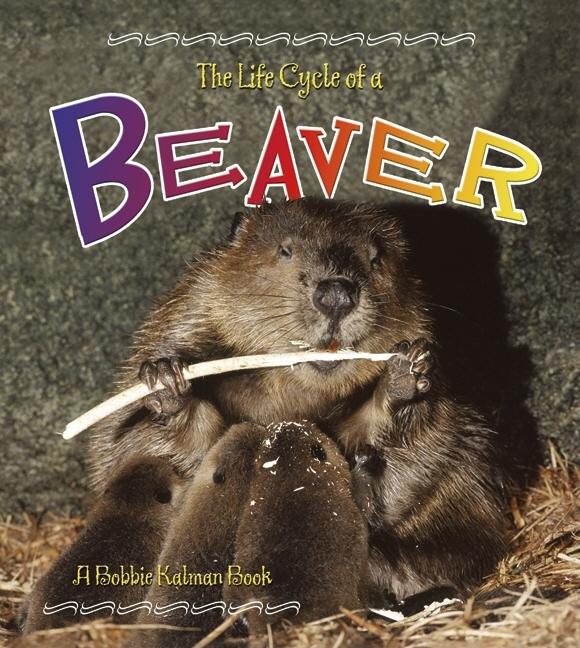 Beaver