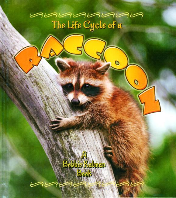 Life Cycle of a Raccoon