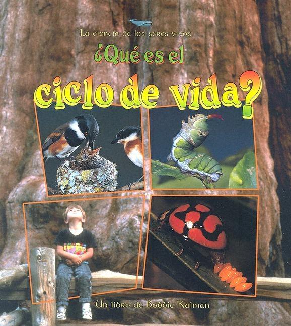¿Qué Es El Ciclo de Vida? (What Is a Life Cycle?)