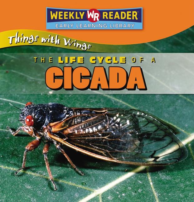 Life Cycle of a Cicada