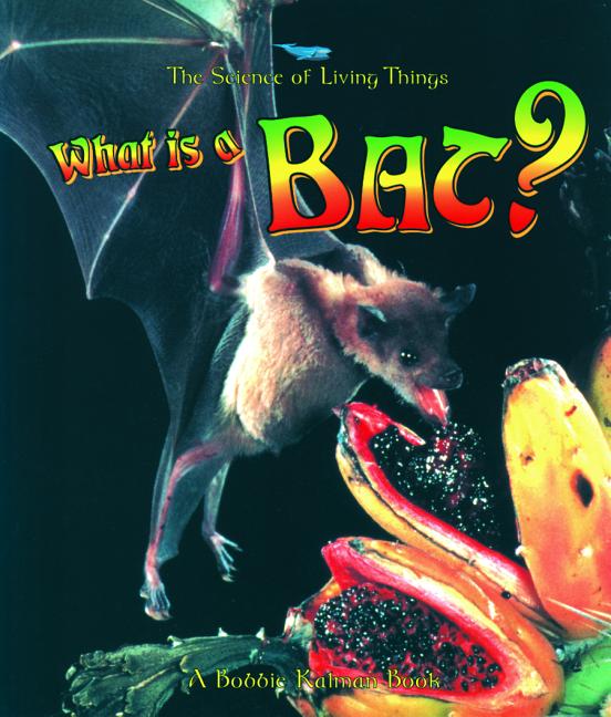 What Is a Bat?