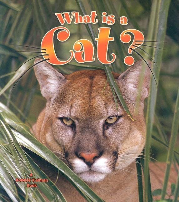 What Is a Cat?