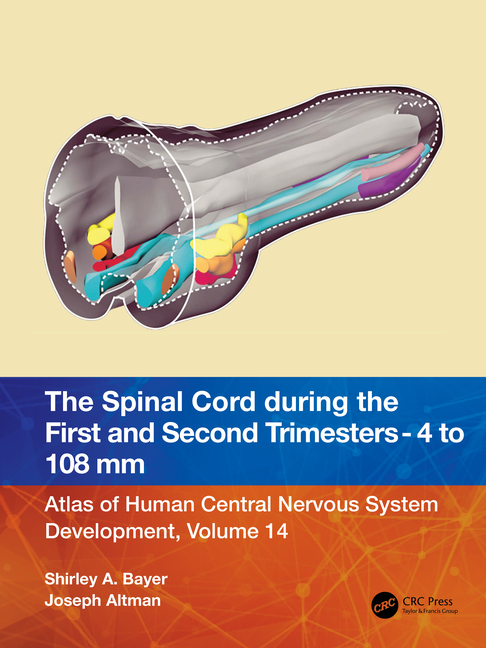 Spinal Cord during the First and Early Second Trimesters 4- to 108-mm Crown-Rump Lengths: Atlas of H