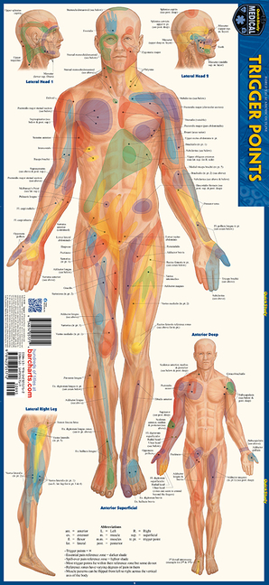 Trigger Points: A Quickstudy Laminated Anatomy Reference Guide (First Edition, New Edition, Updated 
